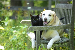 Dog and cat on bench outside