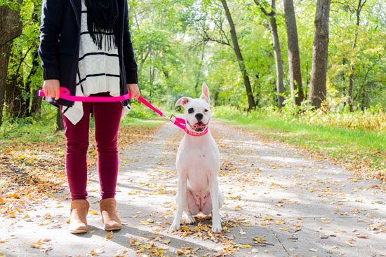 owner walks dog on a leash