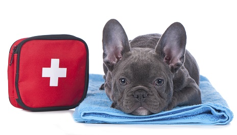 First aid on sale kit for dogs