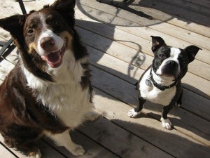 Size Matters! How to Safely Introduce Big and Little Dogs