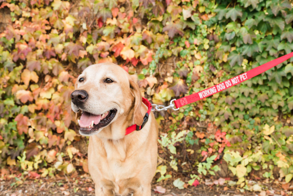 Awareness Leash