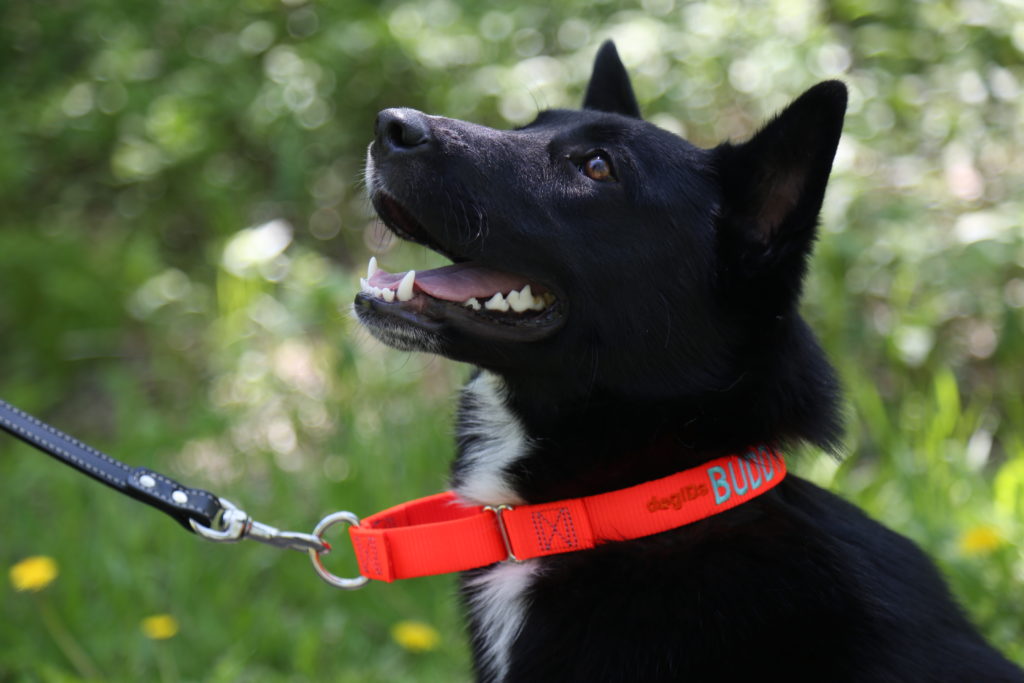 Dog wearing nylon martingale collar