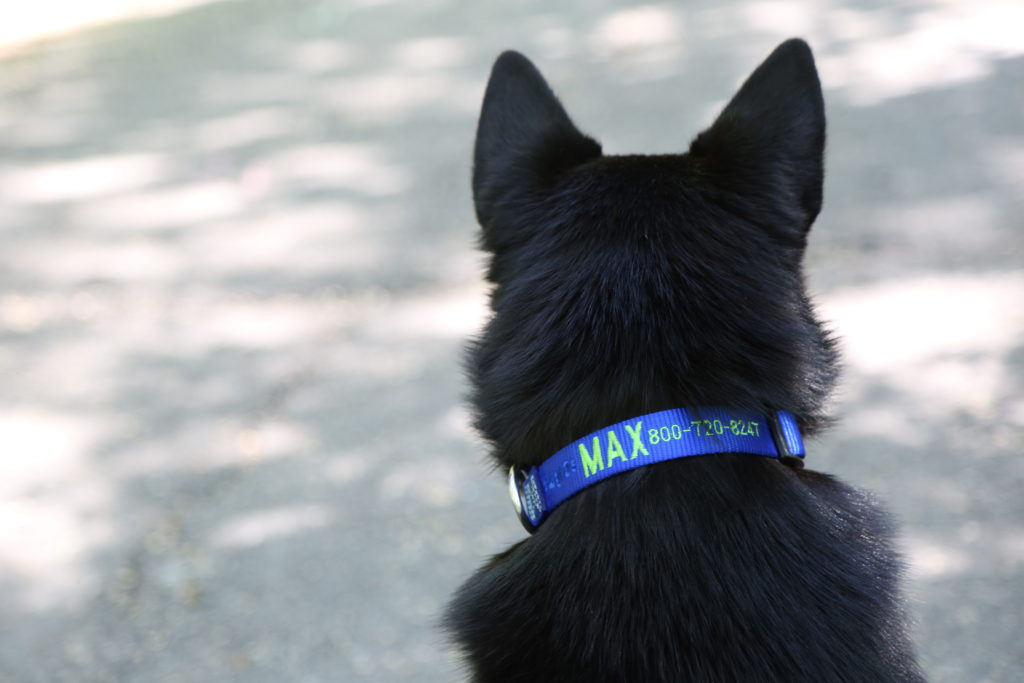 Dog wearing embroidered nylon collar