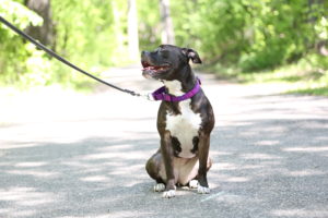 Dog wearing an embroidered nylon martingale collar