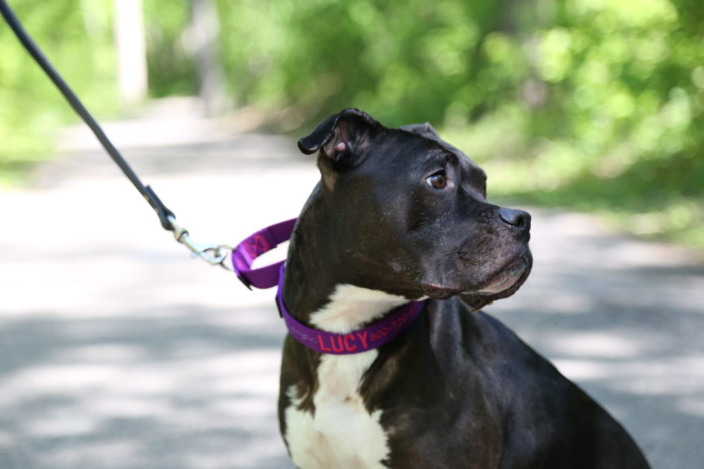 Dog wearing a martingale collar