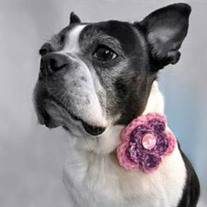 Collar flowers are a great and easy way to dress up your pet. 