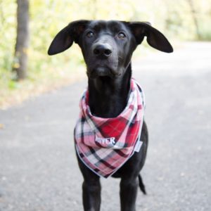 Personalized Bandanas are a great outfit for your dog 
