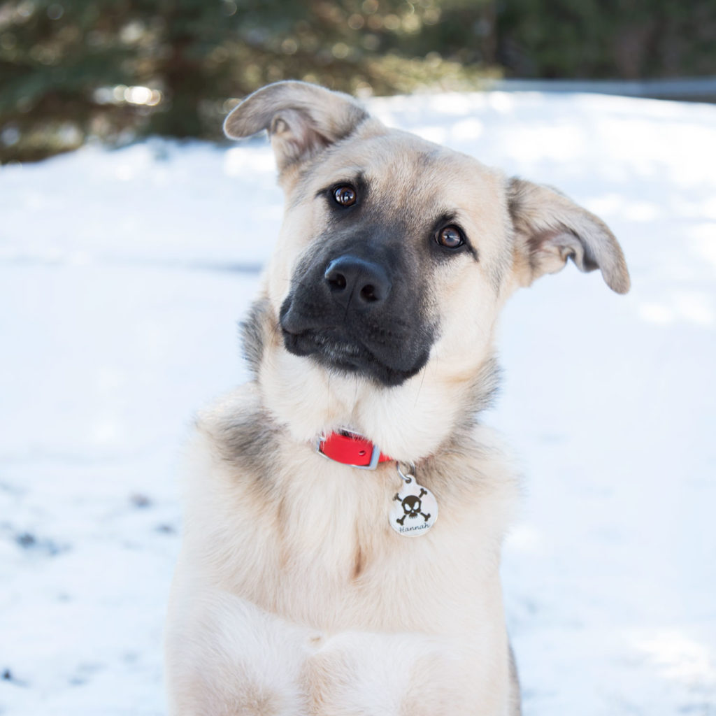 Dog wearing Bad to the Bone tag