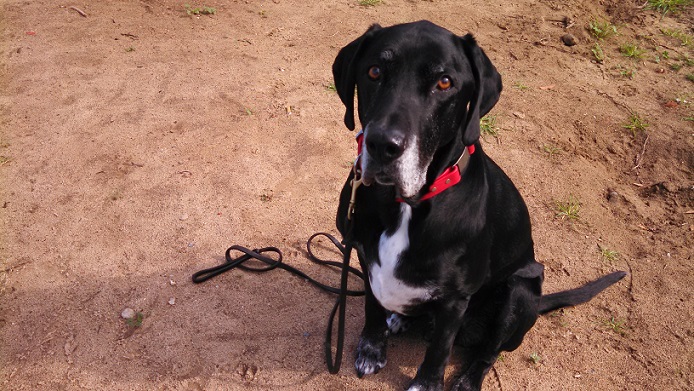 Black best sale lab mutt