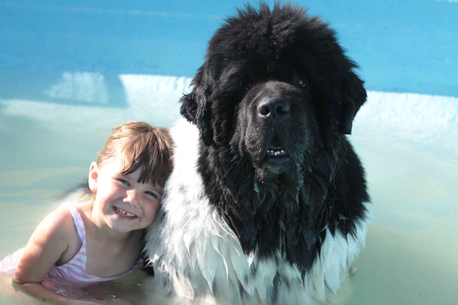 Newfoundland with Child
