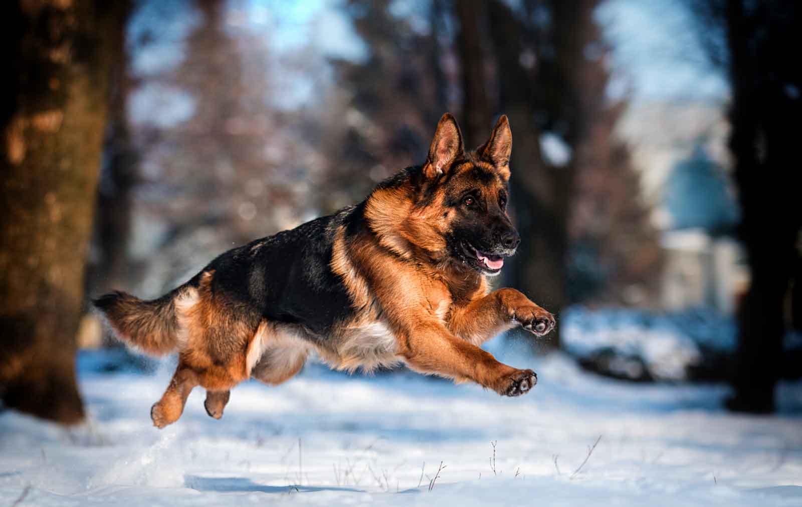 German Shepherd Dog