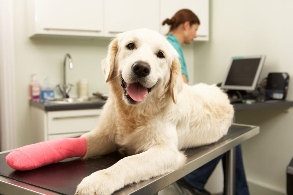 Dog at vet