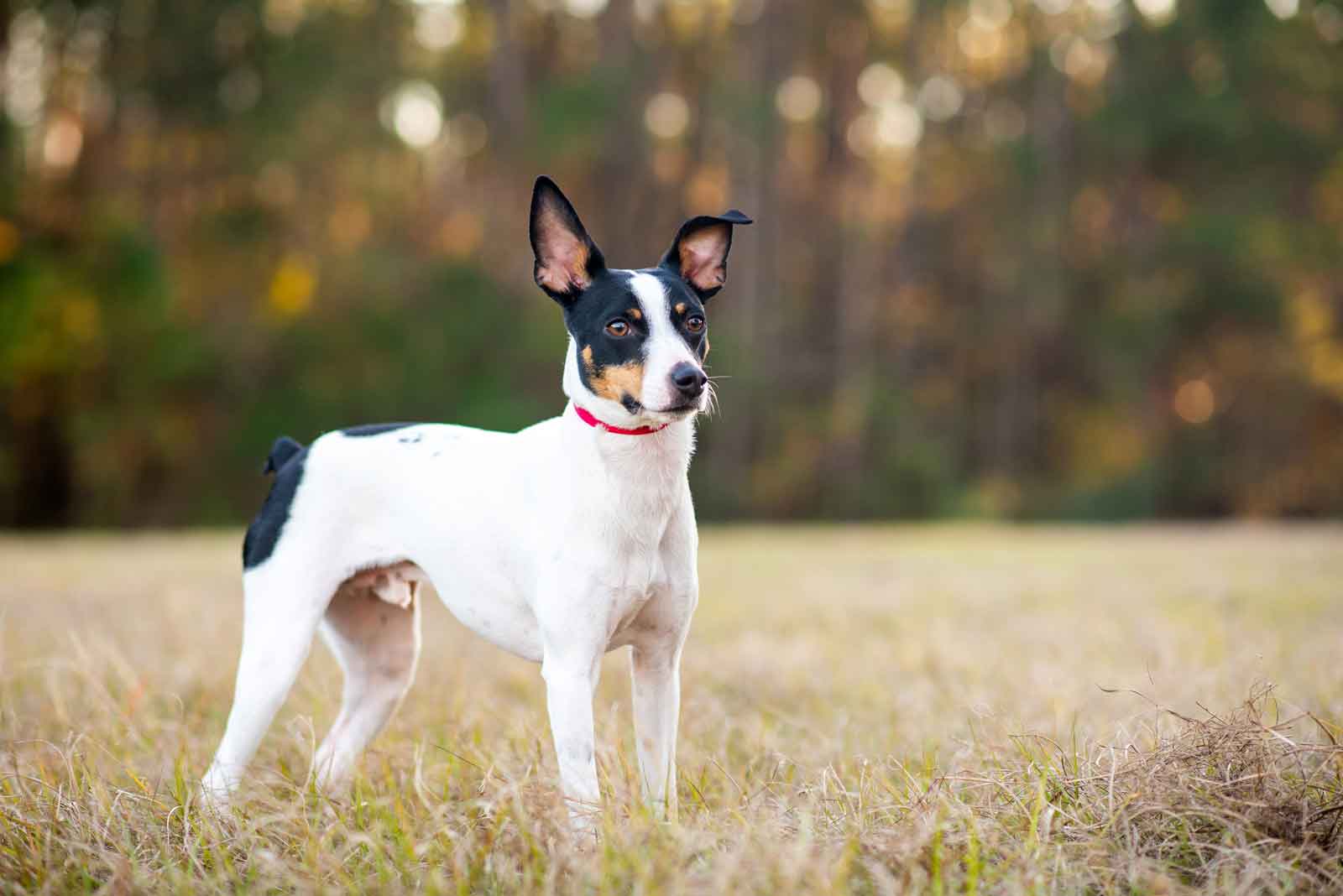 Rat Terrier Dog