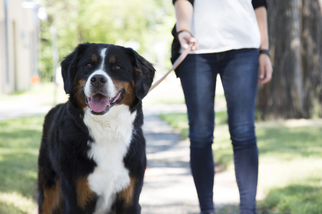 Dog on leash