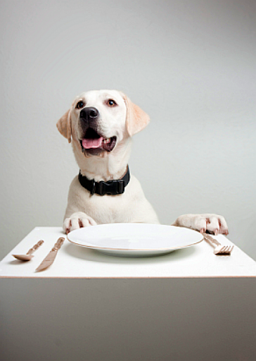 Dog sitting at table