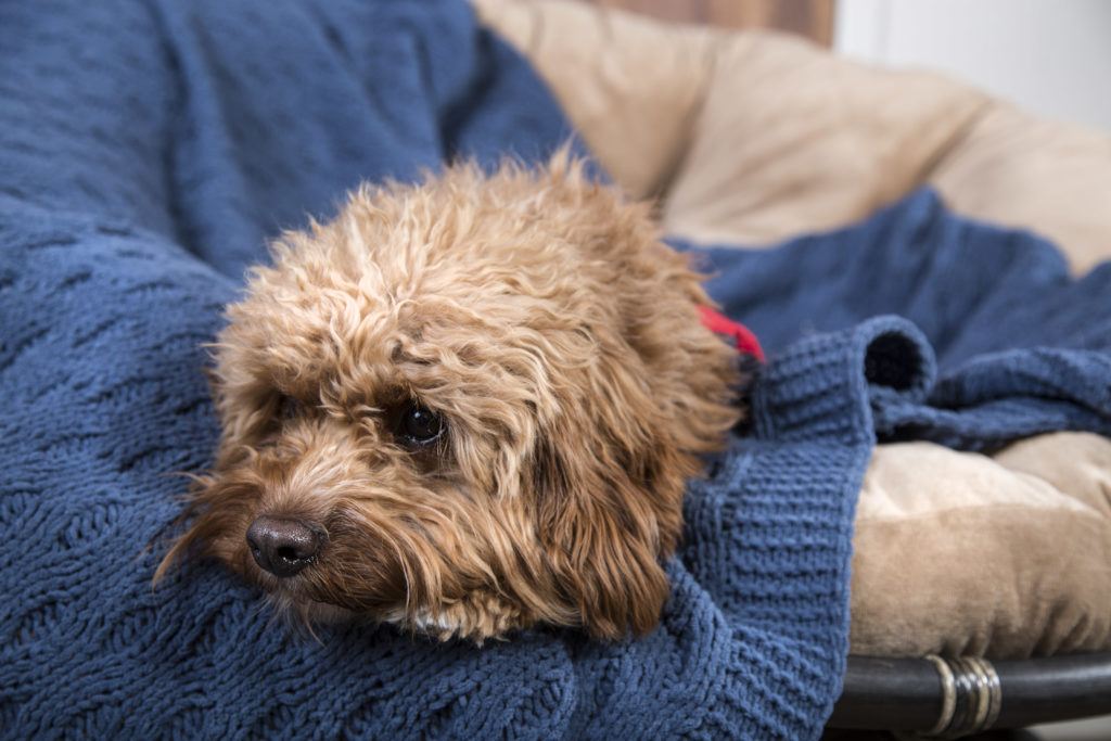 Leave a blanket that has your scent to calm your pet