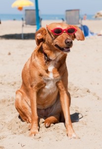 Dog in sunglasses on a beach