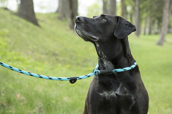 black dog wearing an orange martingale leash