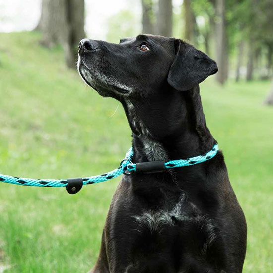 black dog wearing a braided blue and black slip leash