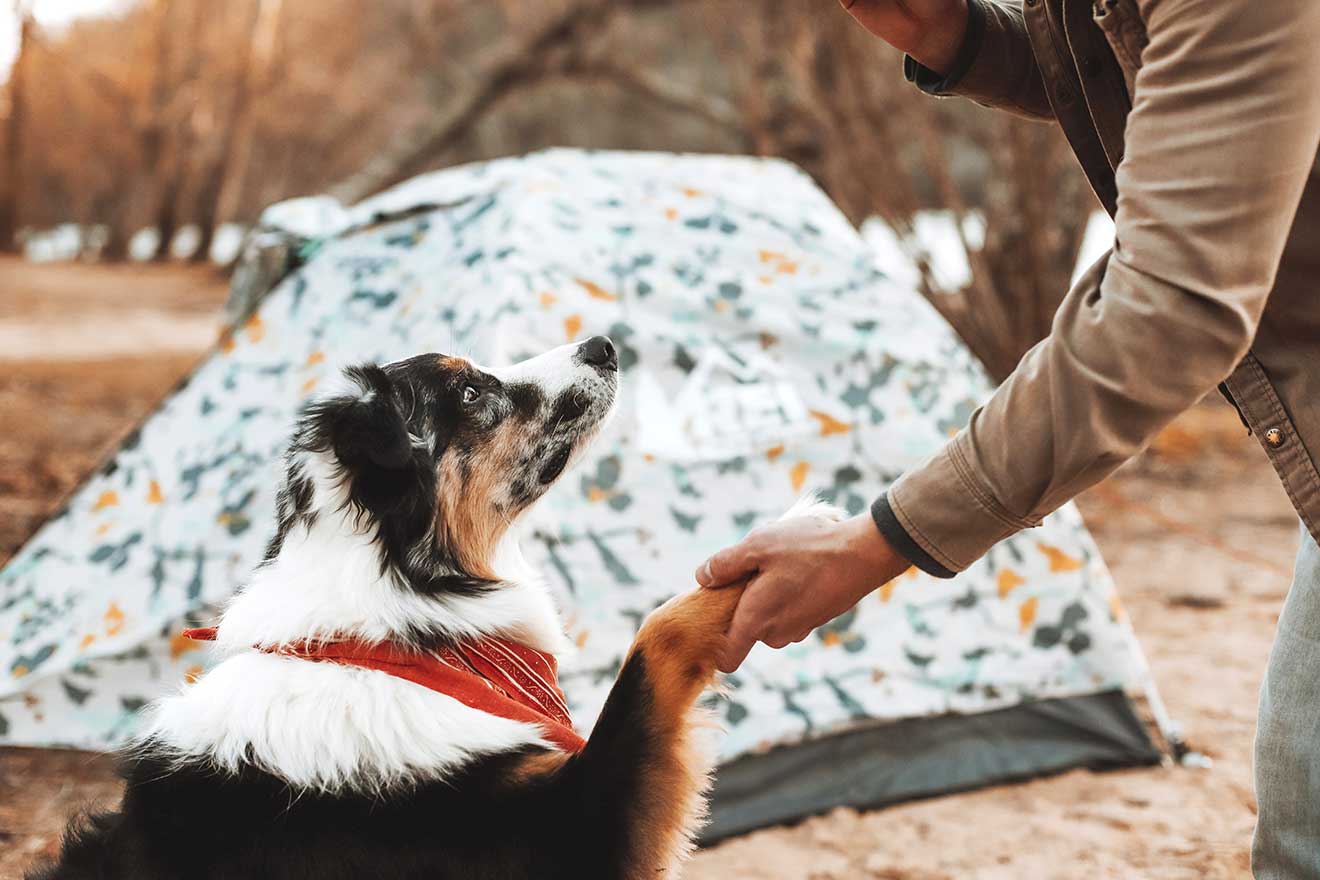 Border Collie Shaking Hands with Man While Camping