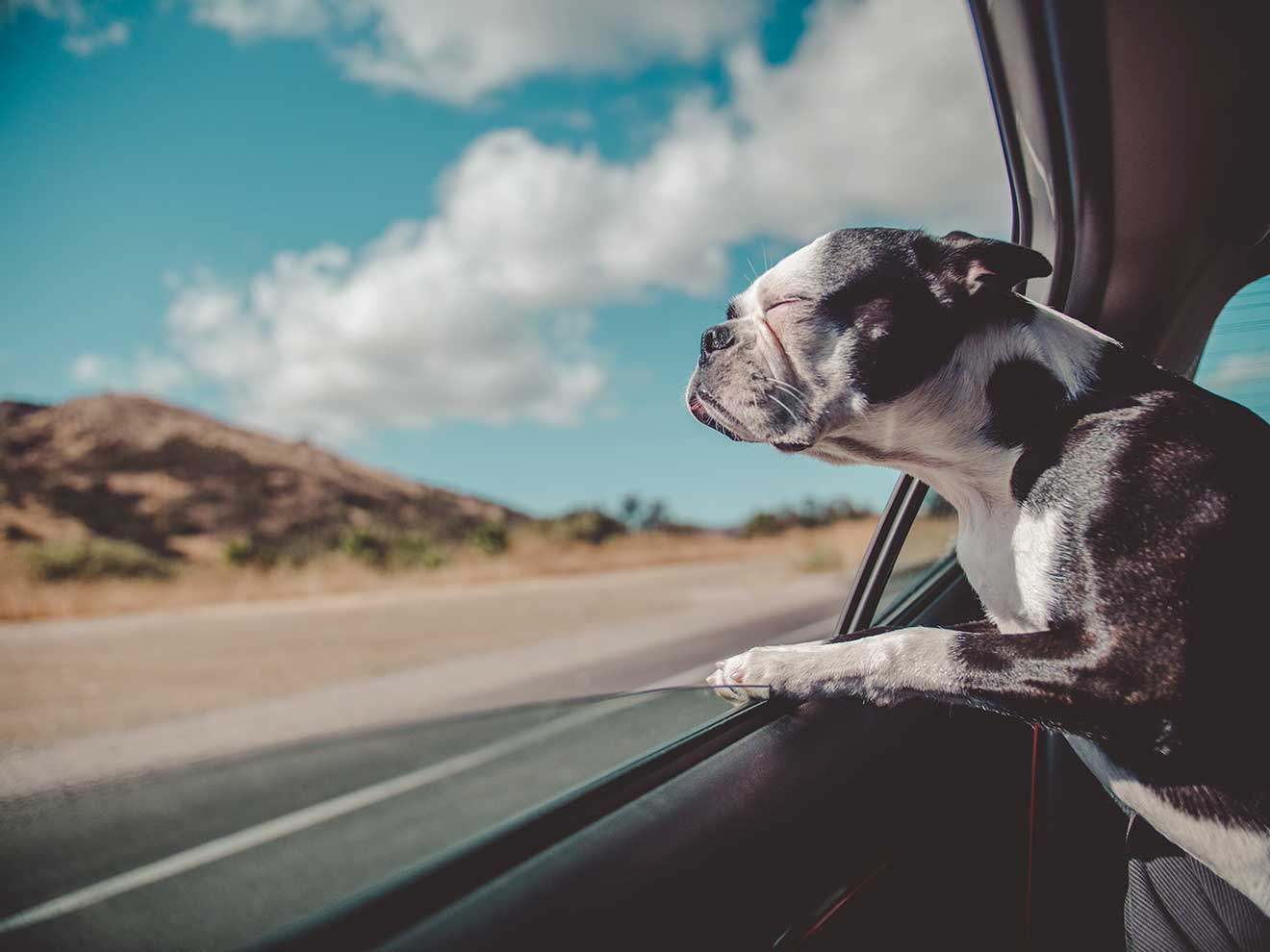 Boston Terrier Sticking Head Out of Car Window
