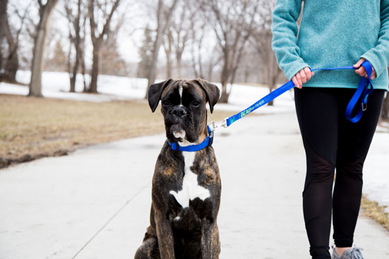 boxer with a blue nylon leash