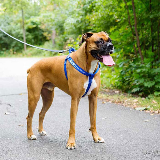 boxer with back clip harness