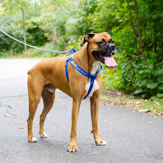 The Best Dog Collars for Pulling dogIDs