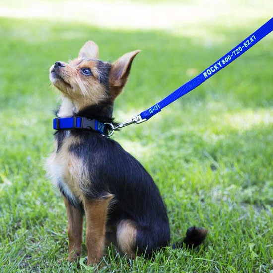  custom nylon dog leash