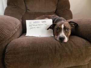 Dog on chair with resolutions sign