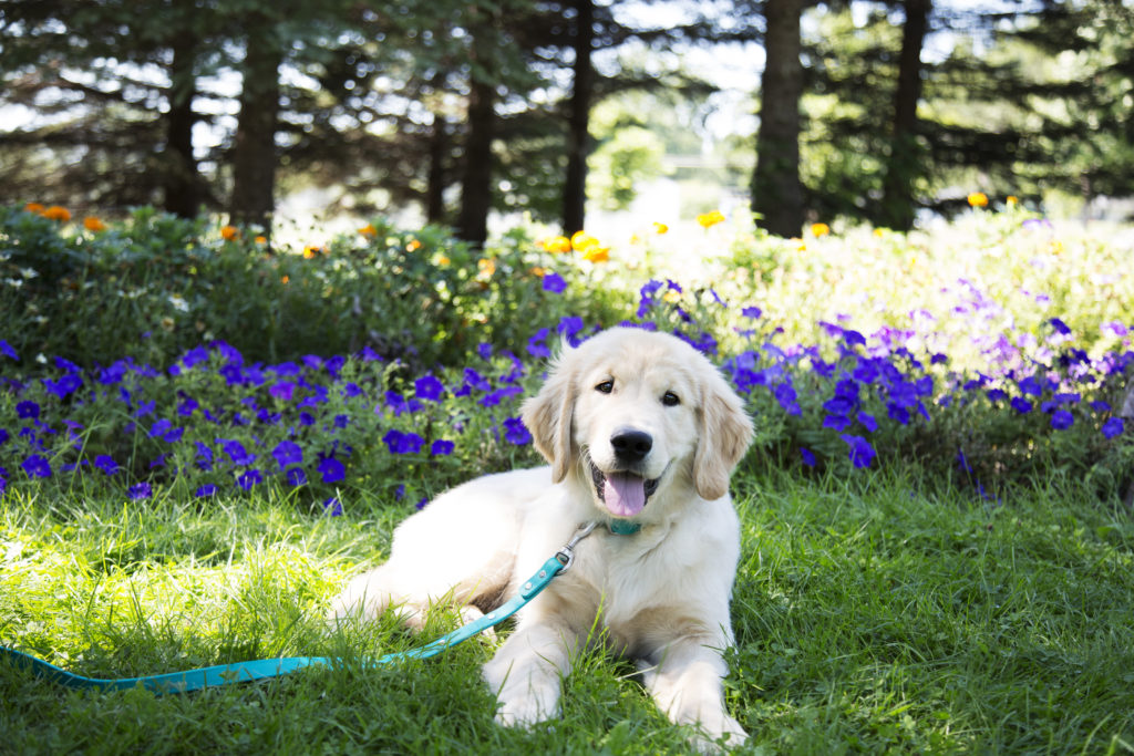 Dog lying in a garden