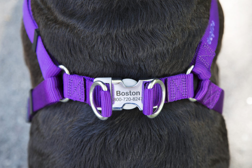 Dog wearing personalized buckle step in harness