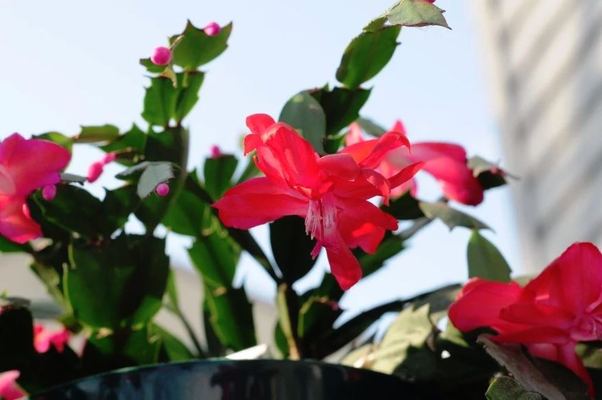 Christmas Cactus