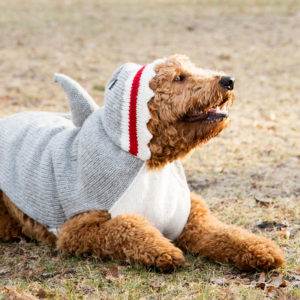 Dog in shark costume