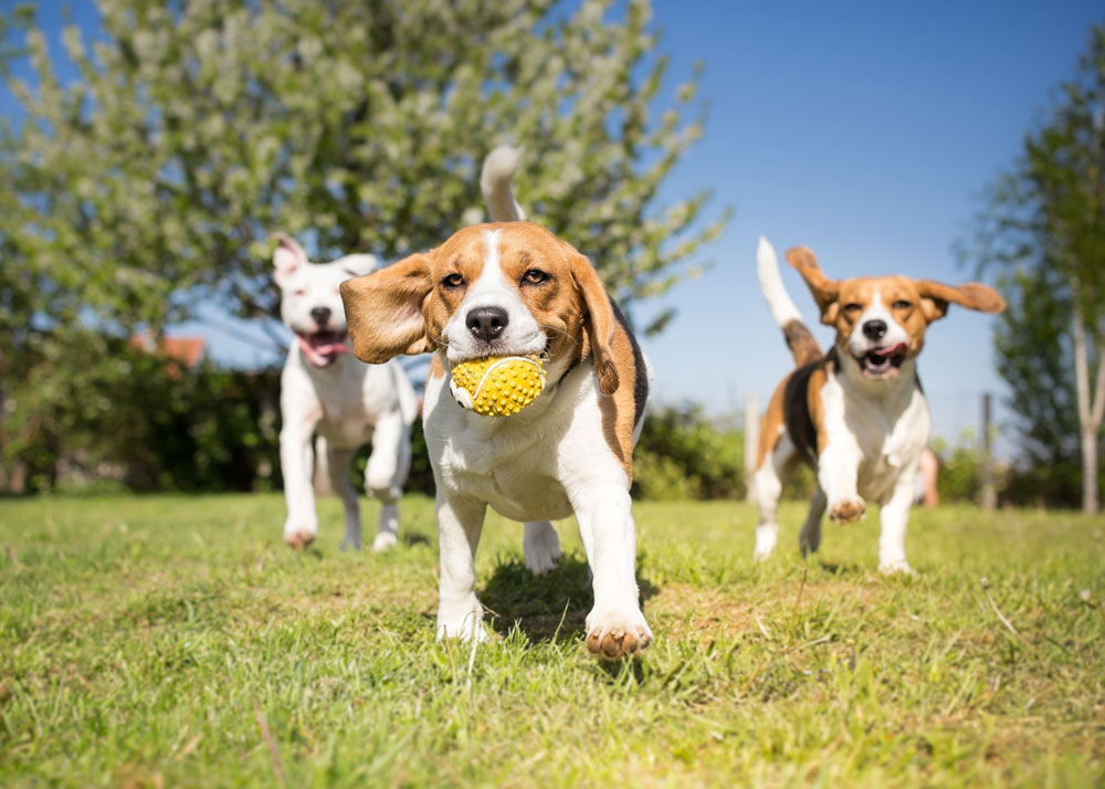 dogs playing together