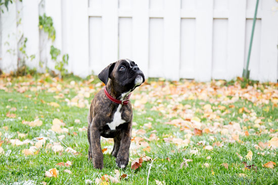 puppy wearing red leather collar