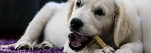 Dog chewing on a bone