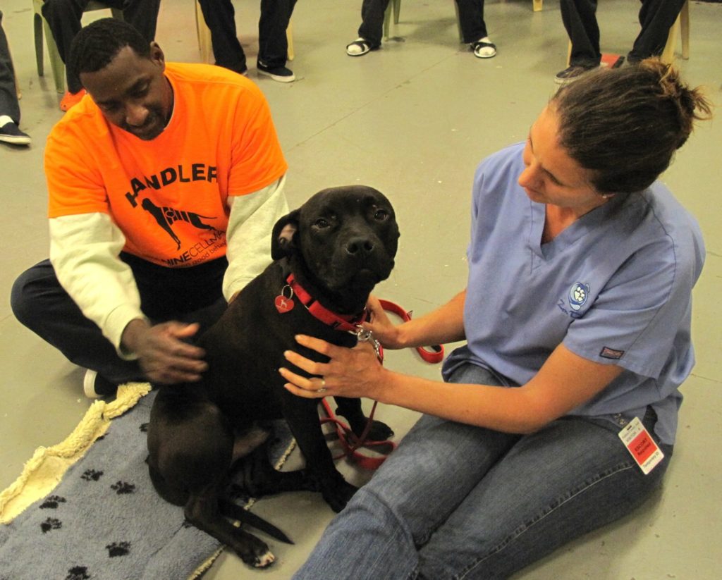 Dog in the Canine CellMates program