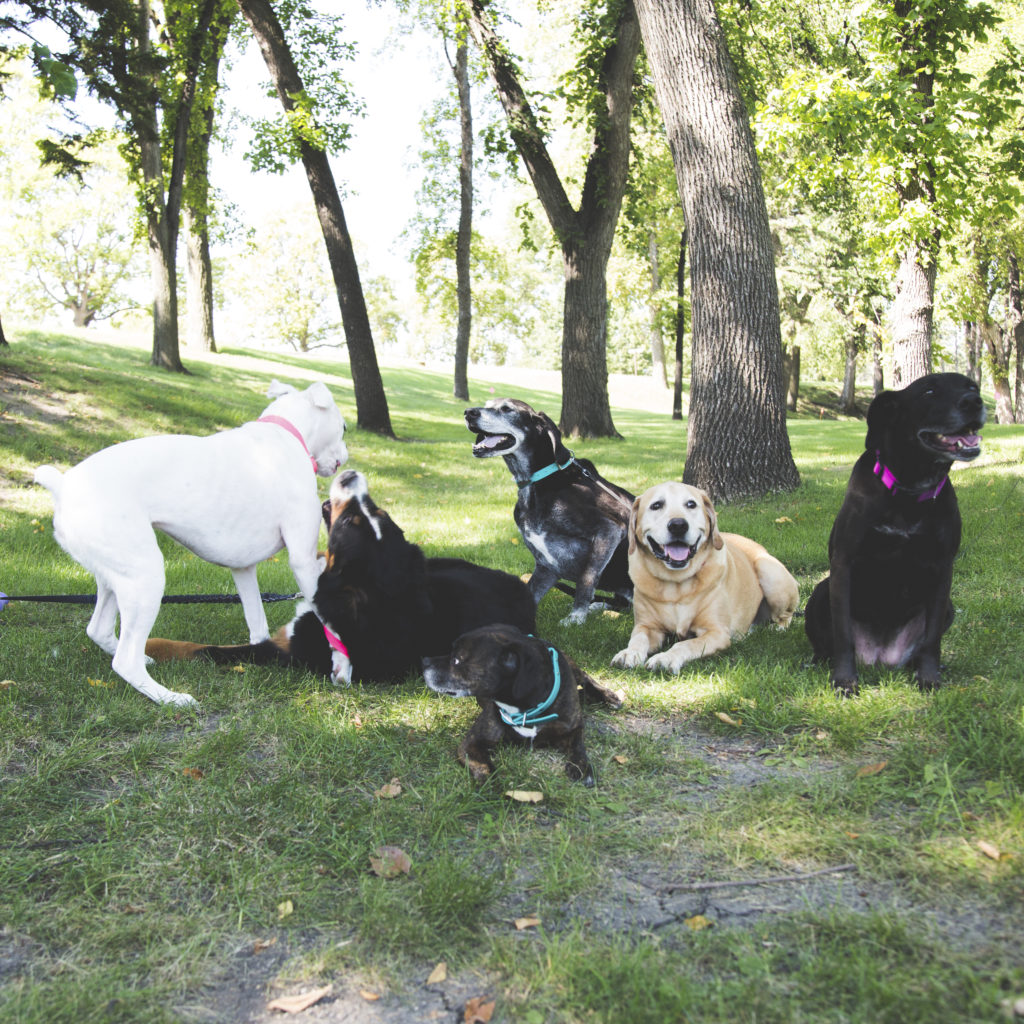 Dogs playing in a park