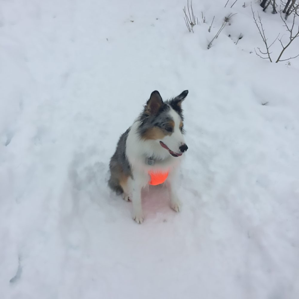 Dog in Snow Wearing Skid Plate