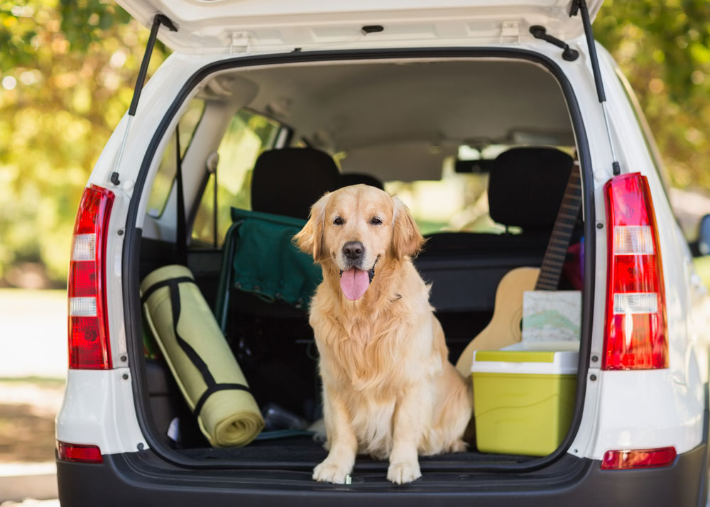 dog in car