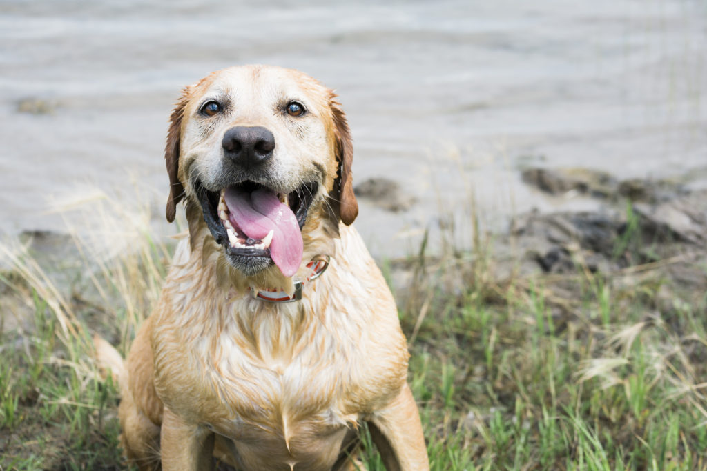 Dog beside lake