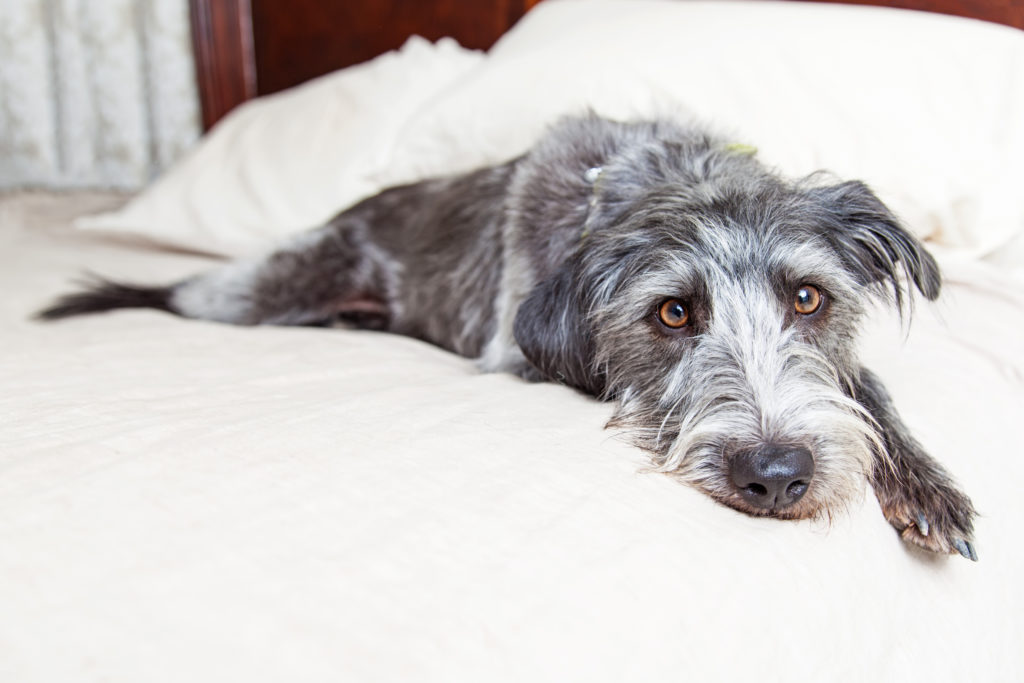 Here are some tips on helping your dog adjust to your new home.