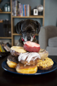 Dog looking at donuts