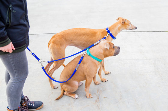 two dogs on a double dog leash
