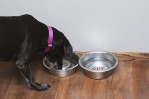 Dog eating from traditional dog bowls