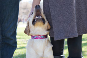 Dog Wearing Nylon Proposal Collar