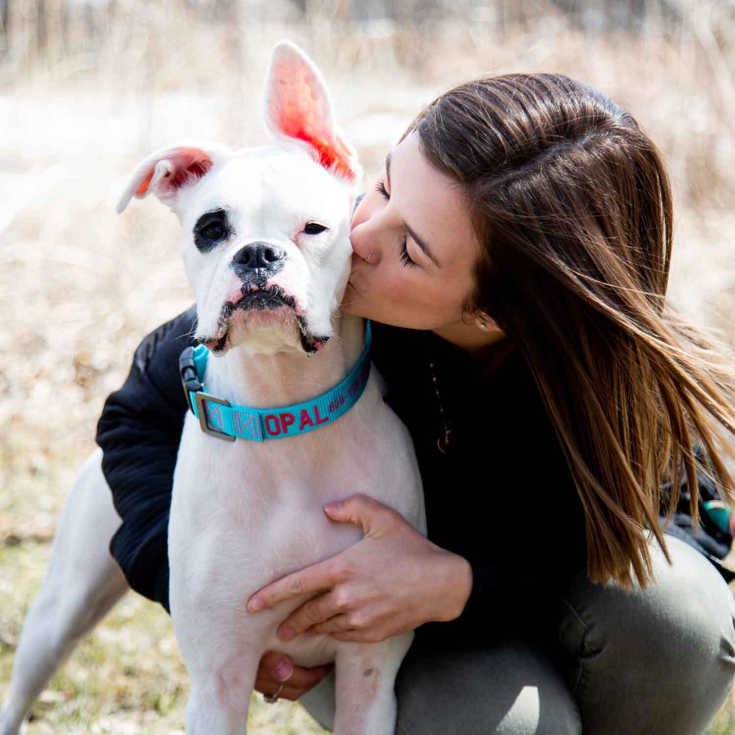 Embroidered collar on white boxer dog blue nylon with red embroidery