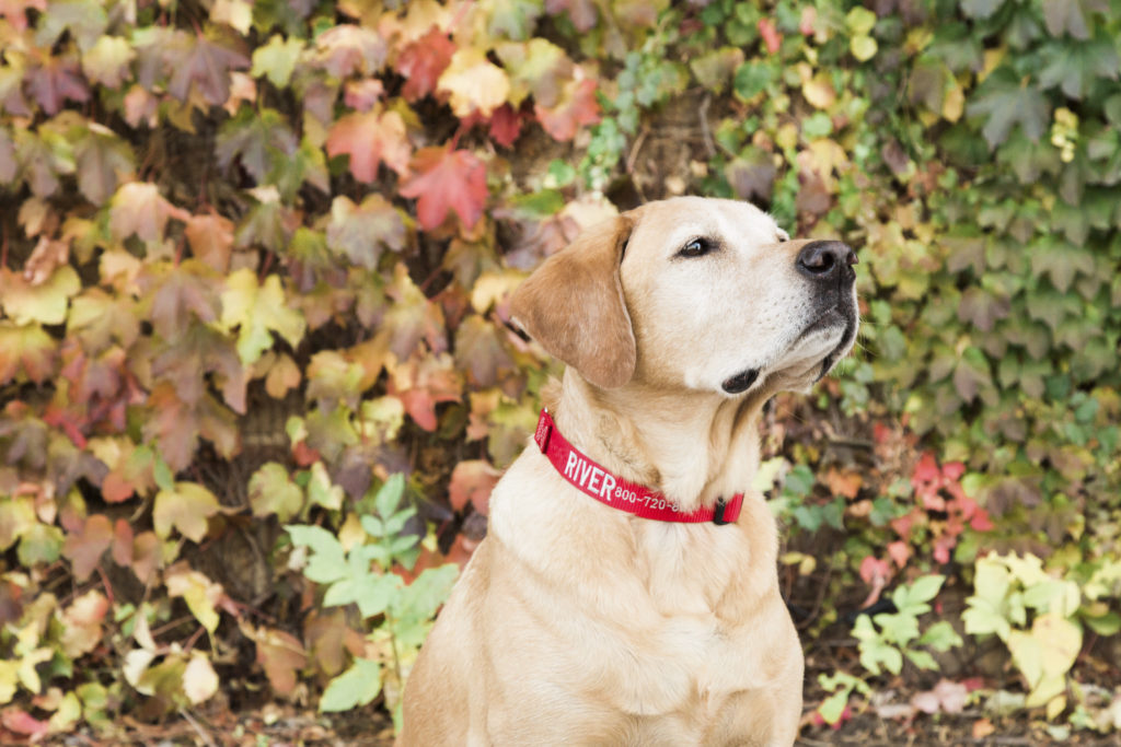 Dog wearing embroidered nylon collar