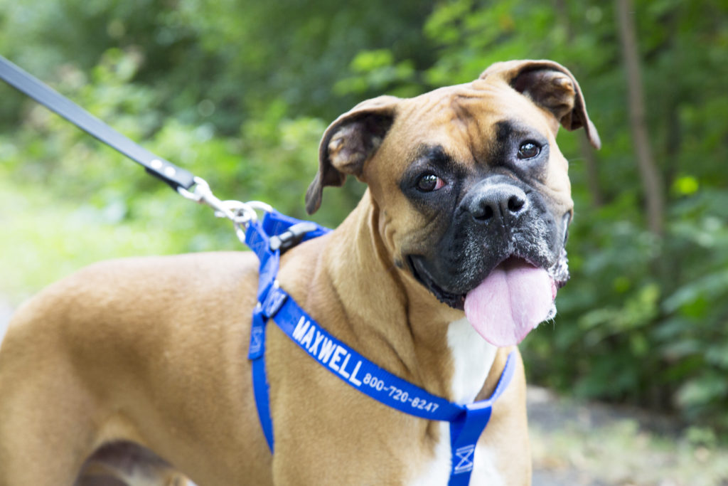 Dog wearing embroidered nylon harness